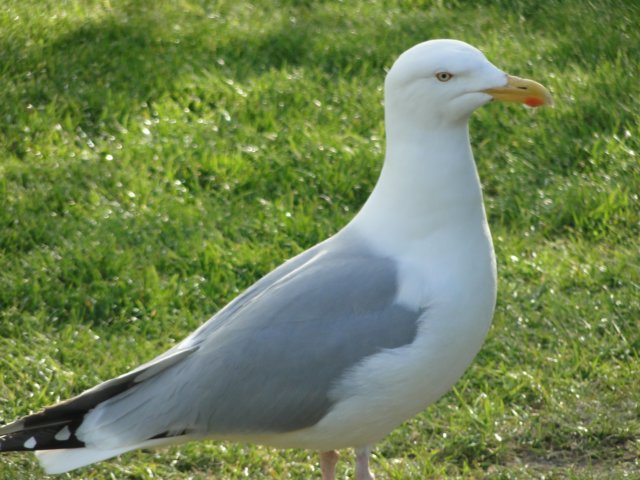HWK Texel 070.jpg